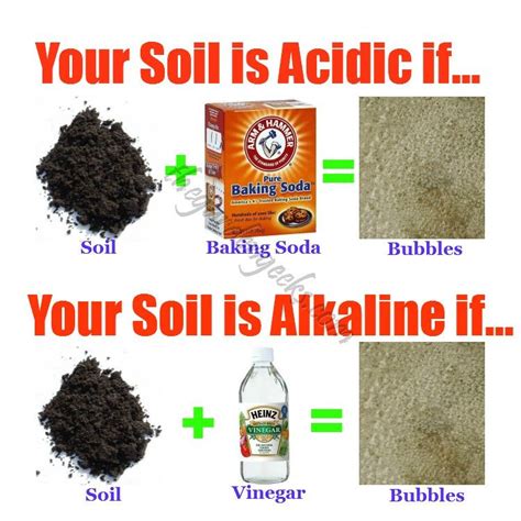 Alkaline Soil: Discover the Magic of Transformative Additives